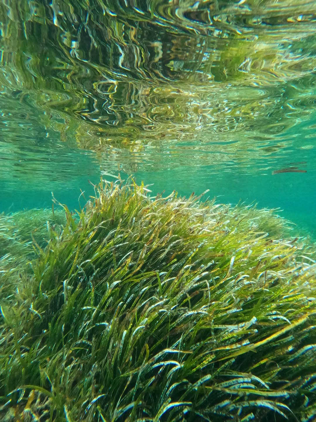 Enric_Seagrass